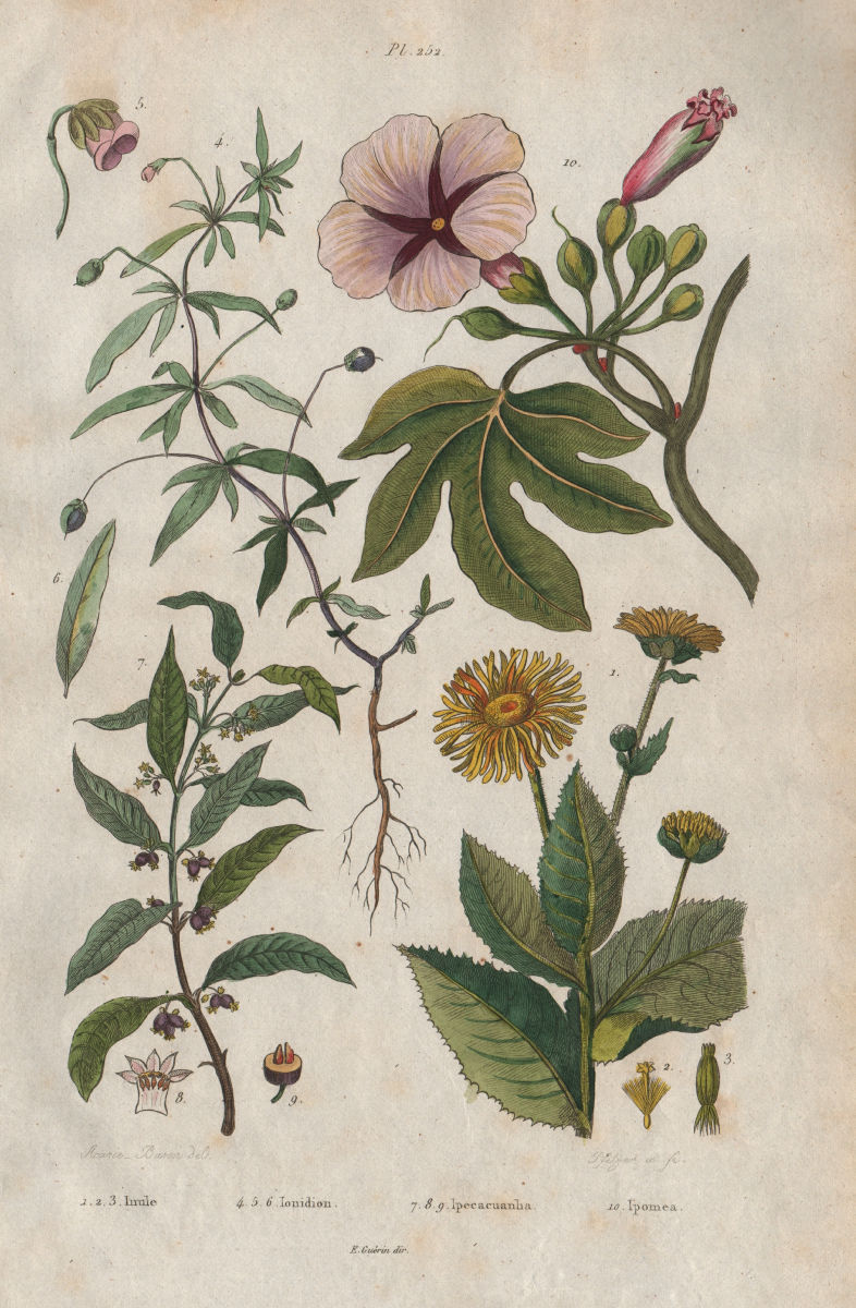 PLANTS. Inule (Inula). Ionidion. Carapichea ipecacuanha. Ipomoea 1833 print